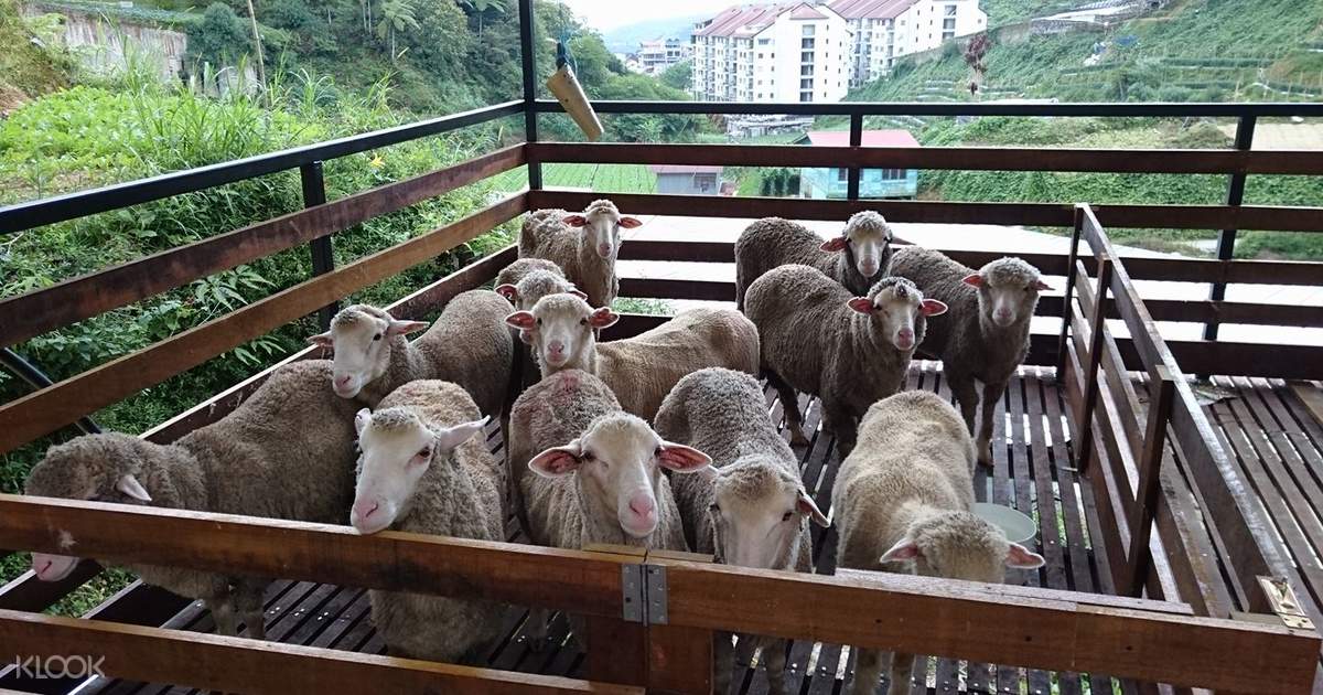 The Sheep Sanctuary Admission Ticket At Cameron Highland